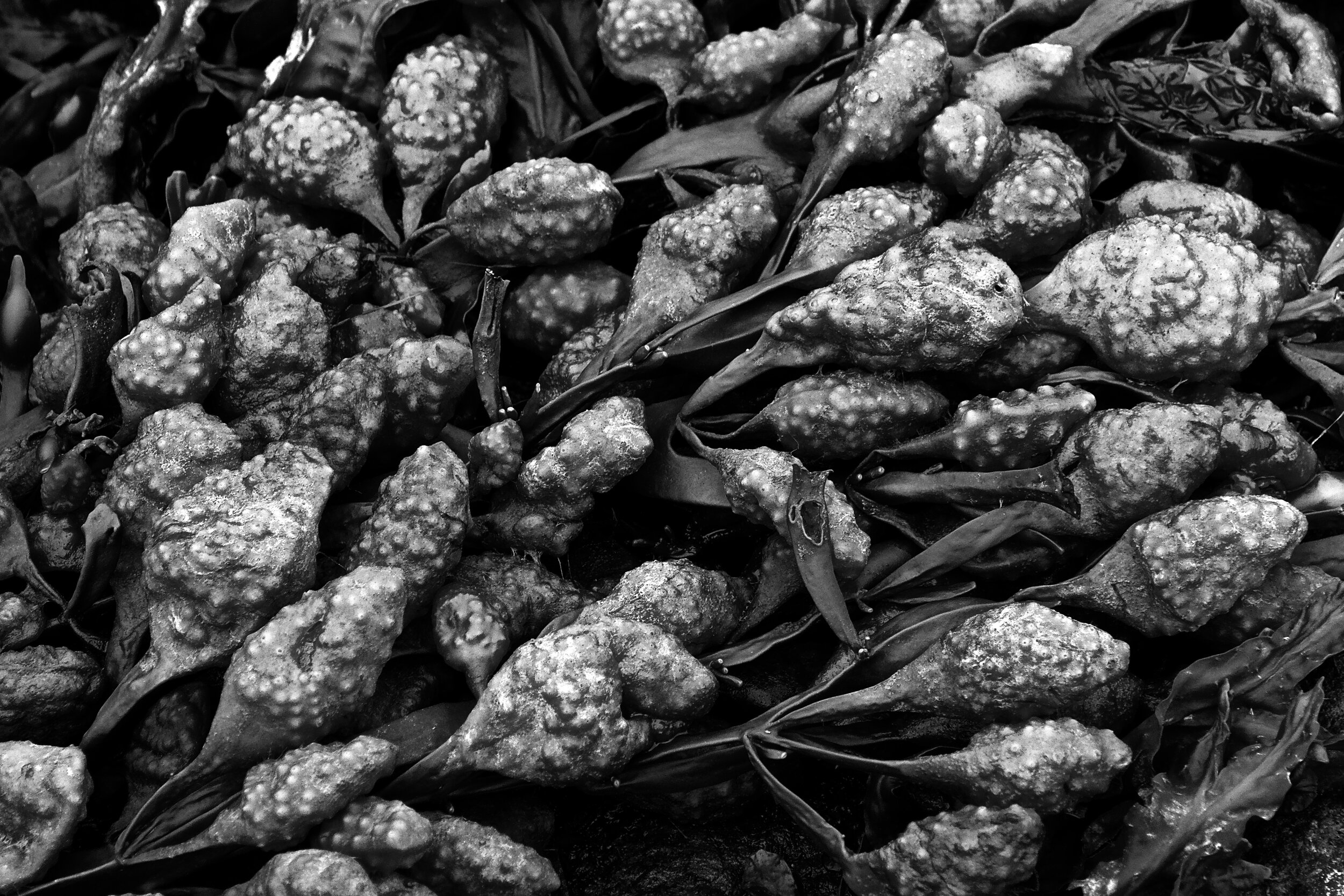 "Spiral Wrack Seaweed"