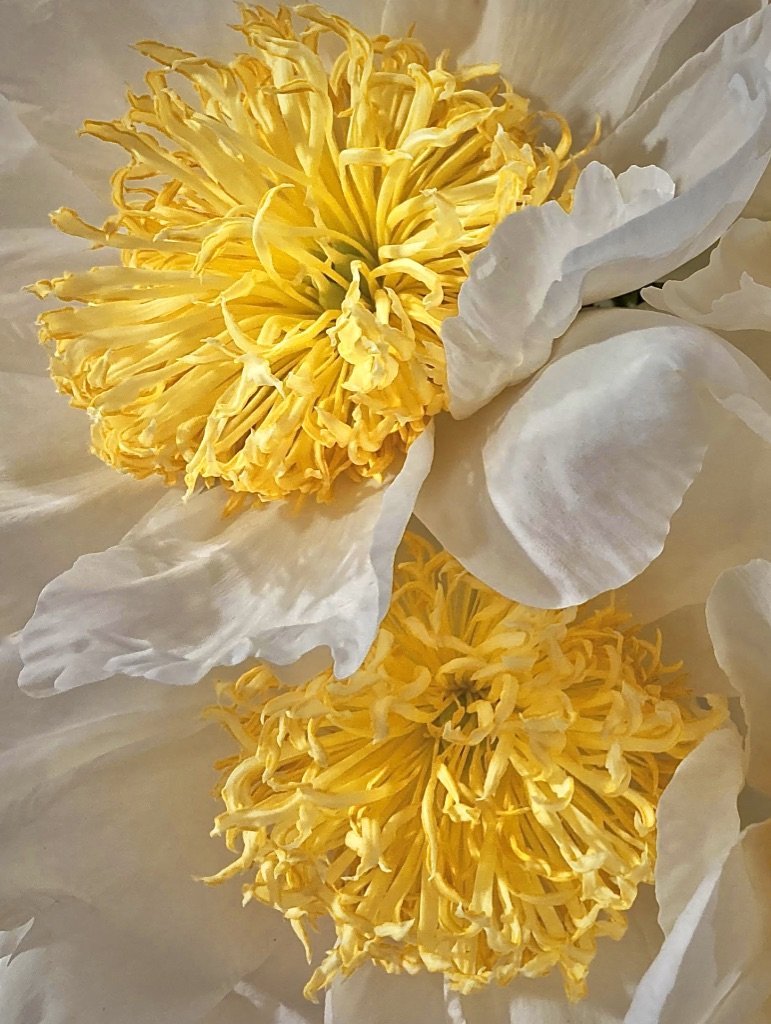 "Peony Pair"