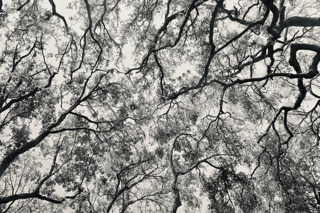 "Branching In"