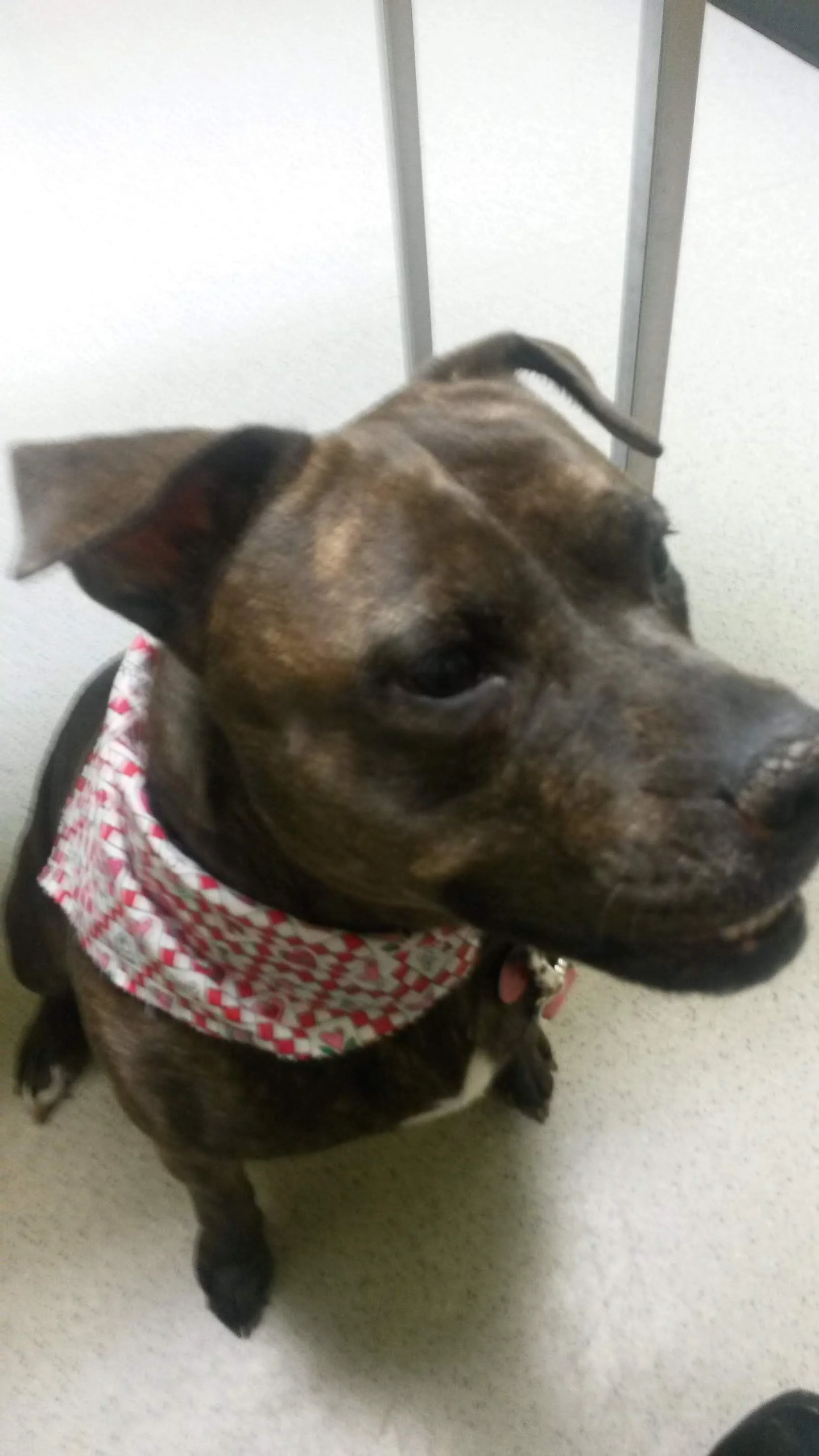 The veterinarian dressed her up.