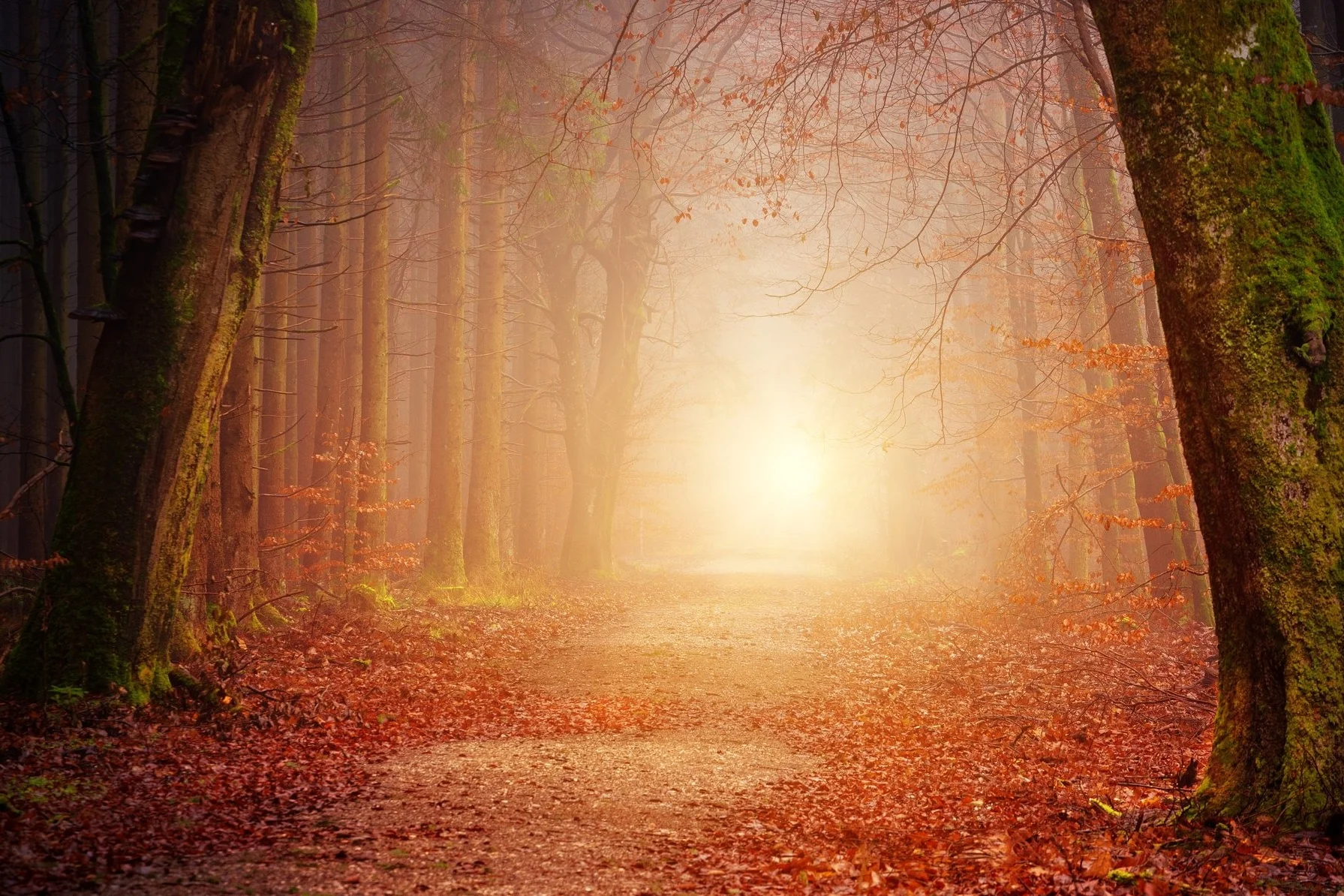 path.jpg