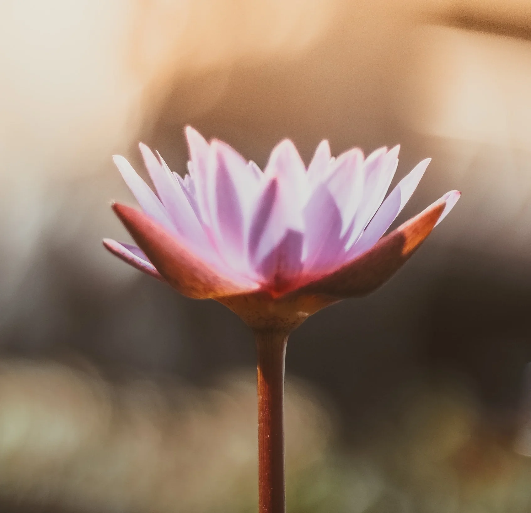 Meditation: How & Why