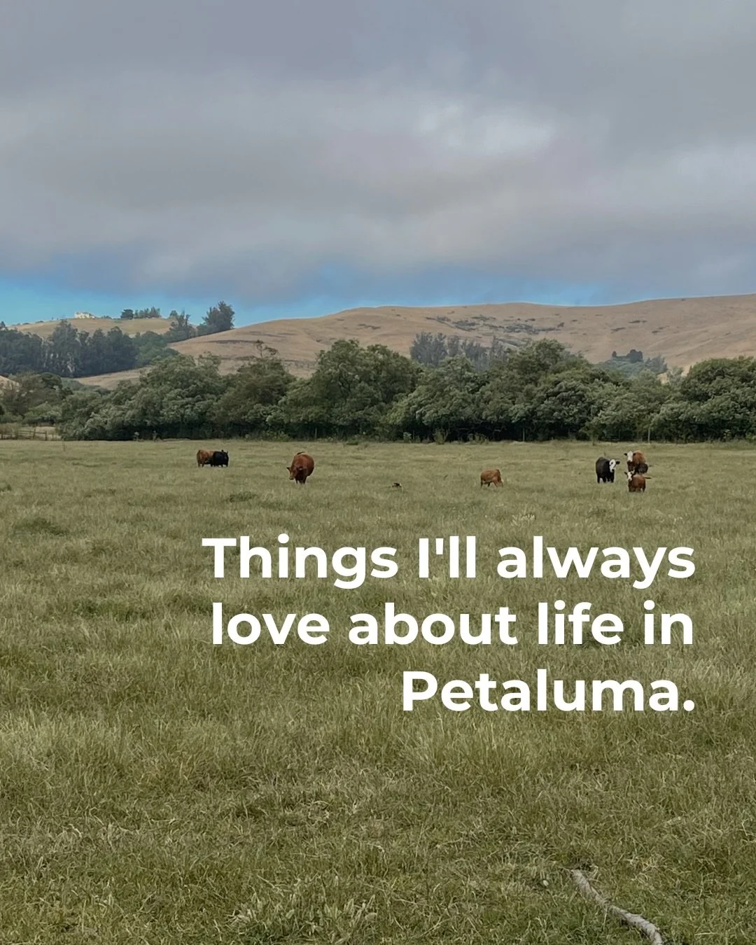 One of my favorite things about Petaluma? It has absolutely no interest in being like everywhere else.
And I love that about this town.

No two shops feel the same. No two restaurants have quite the same personality. 

The galleries, the local artist
