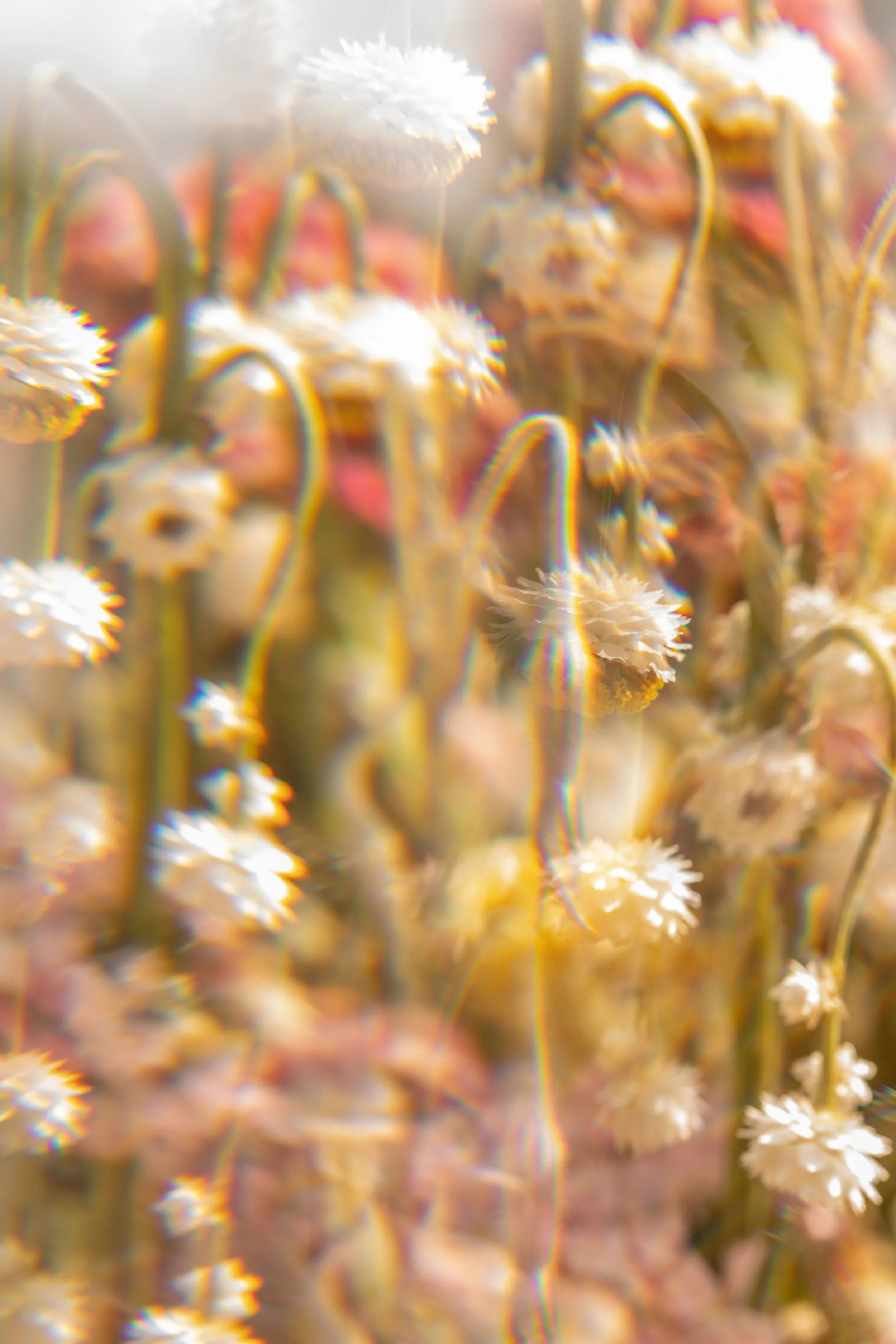 Deyze: (דײַזי) Daisy 2025