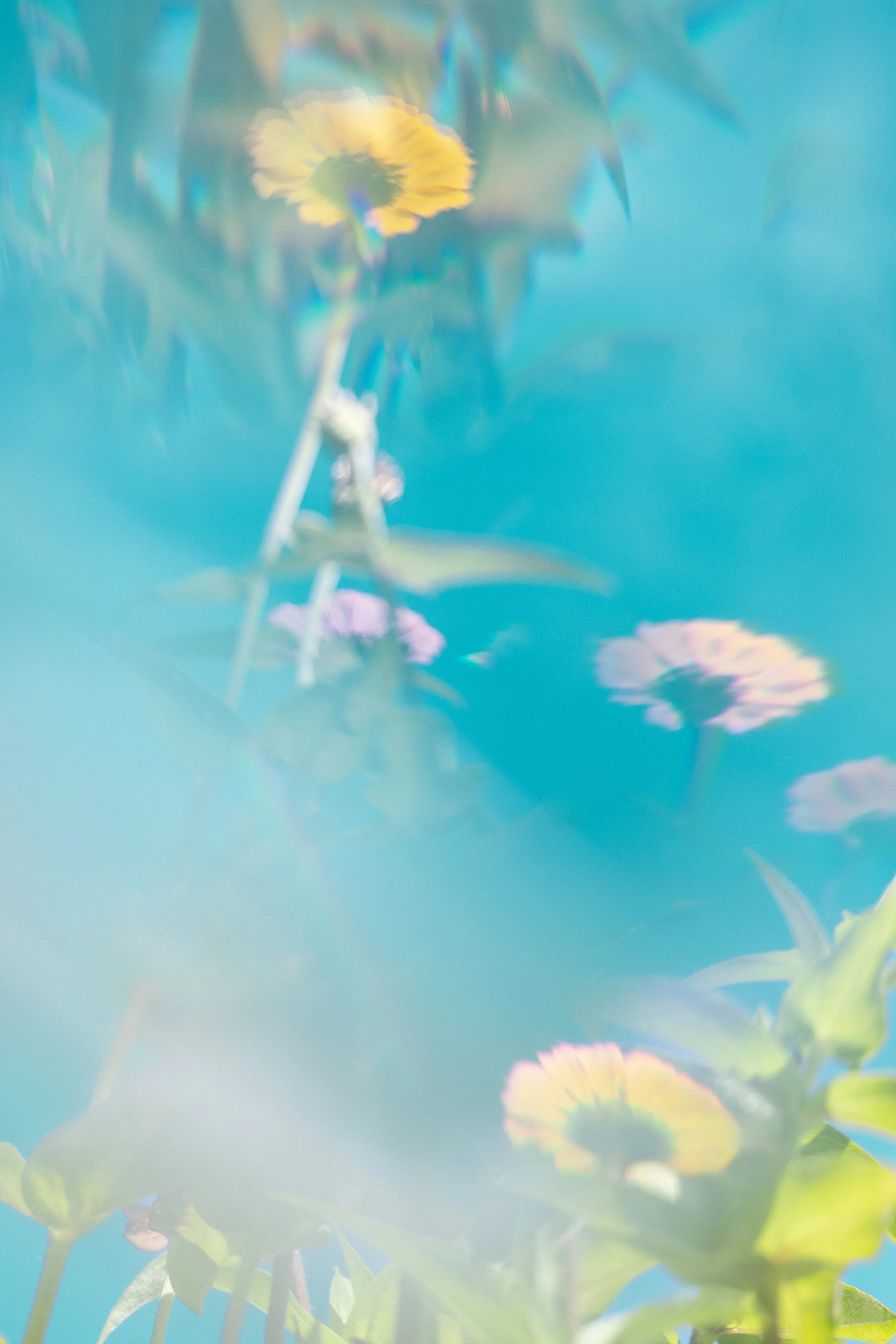 Oyugust ( אויגוסט ) August
2023
