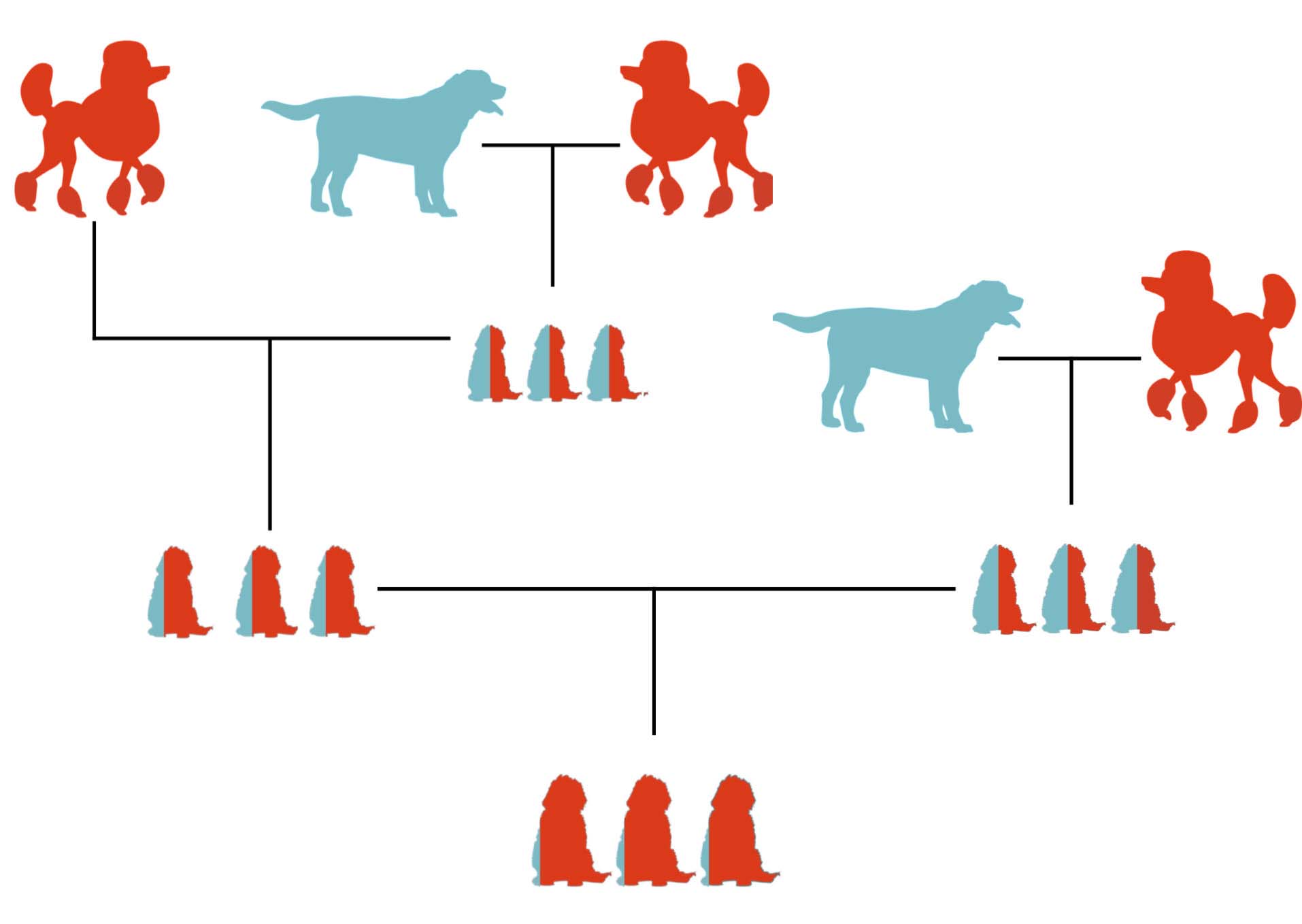 Goldendoodle Generation Chart