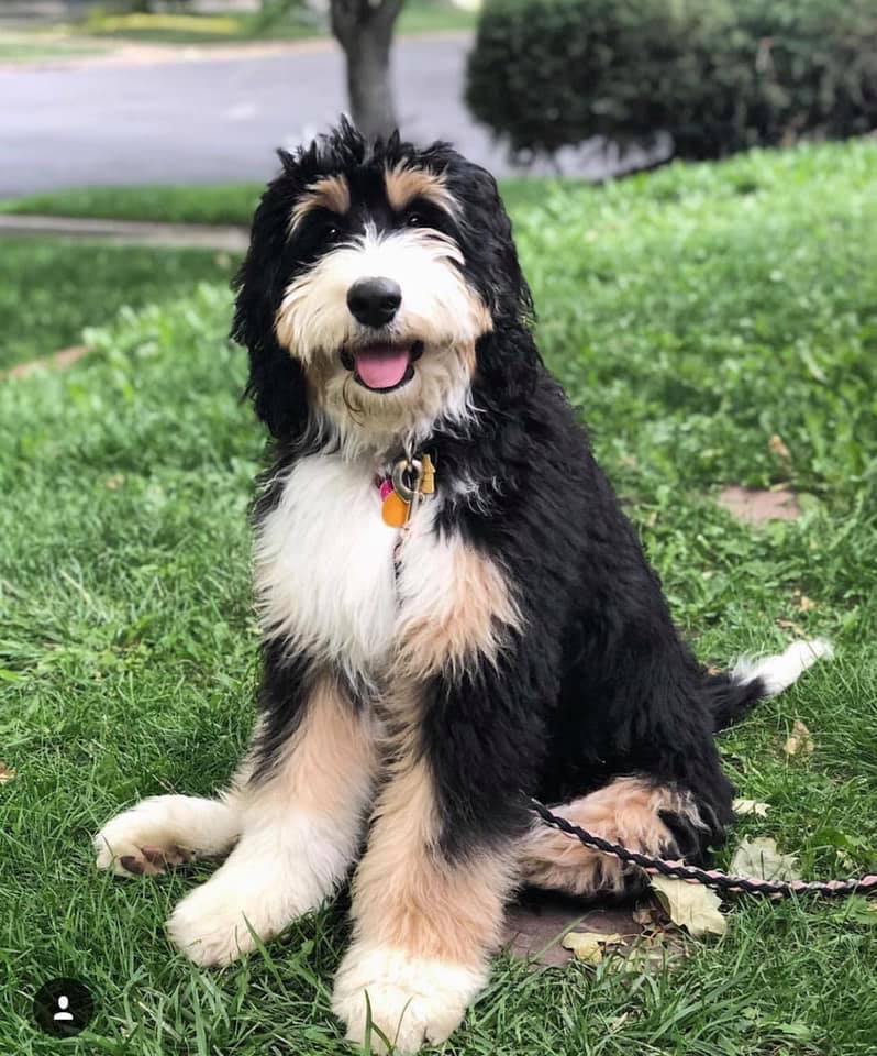 montgomery farms bernedoodle