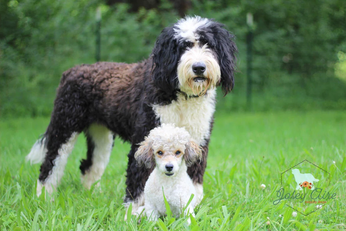 Izzy and Fletch-11 Edited on June 28, 2019.jpg