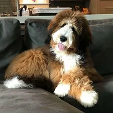 bicolor bernedoodle