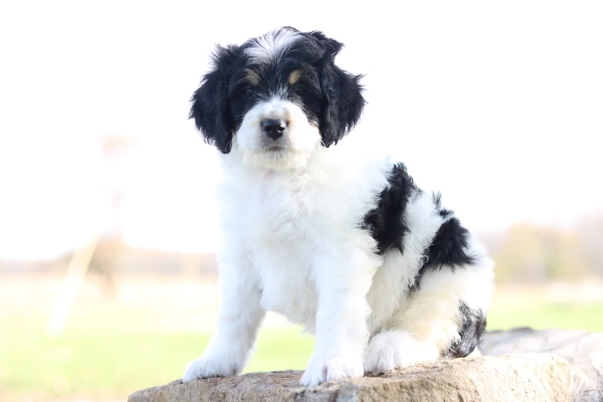 how many are cat years