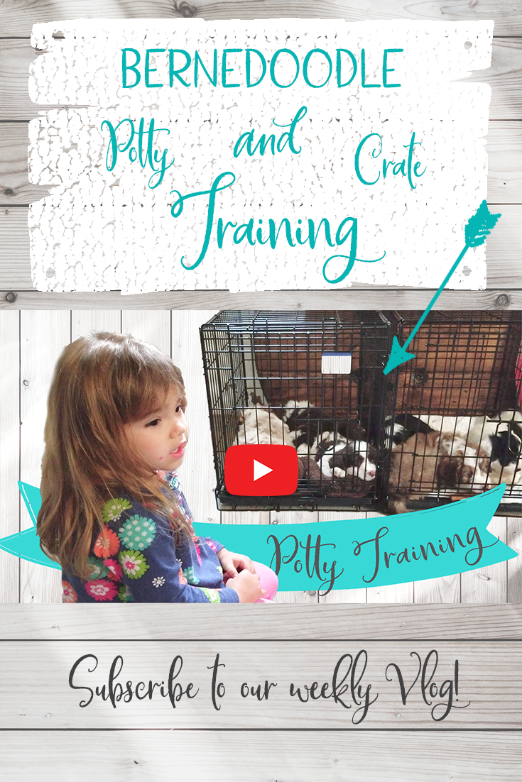 potty training a 6 week old puppy