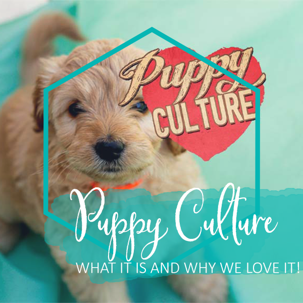 what is puppy culture