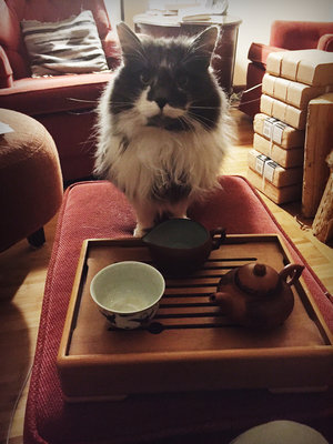 chouxchouxcat.jpeg