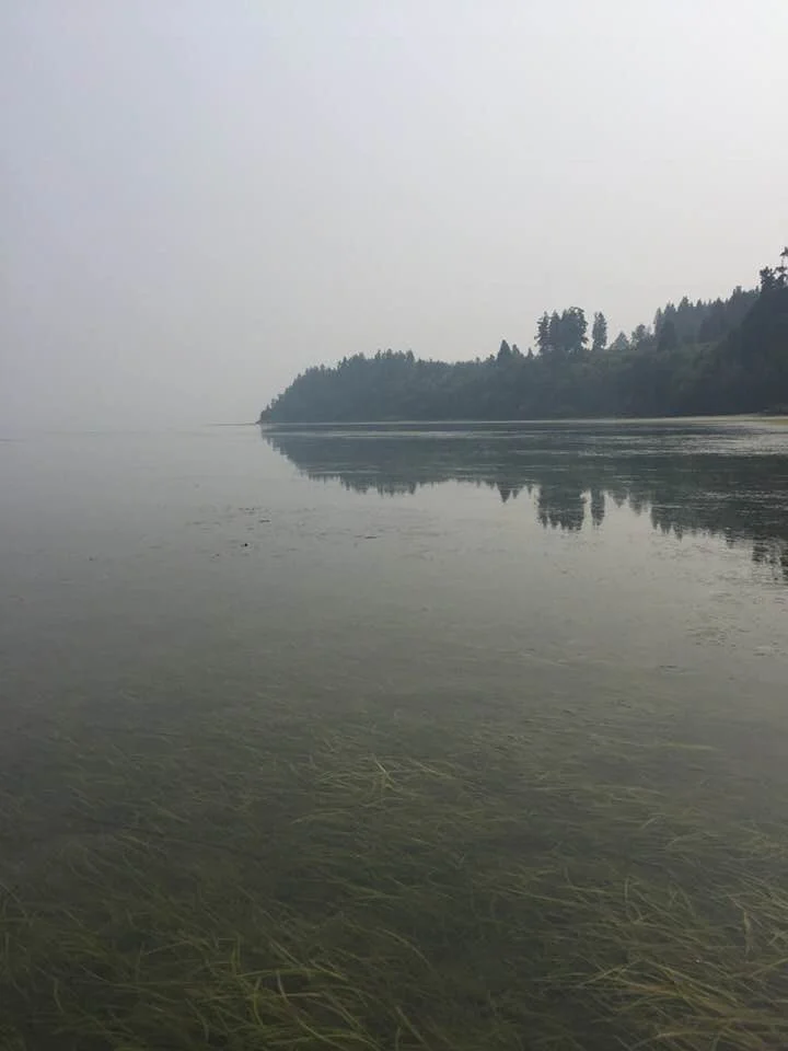 foggybeach.jpg