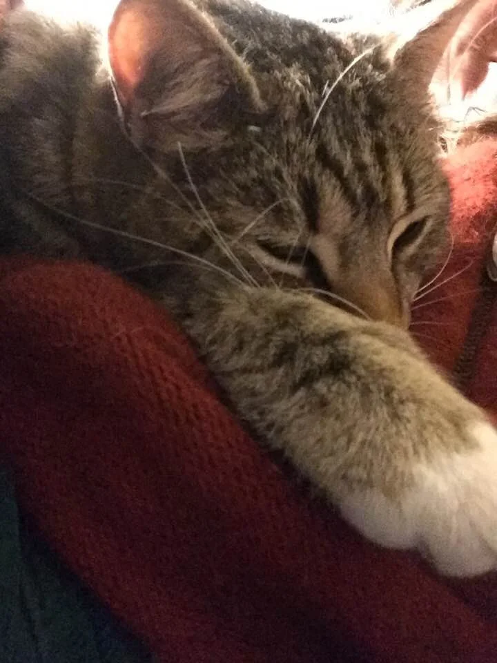 kitten closeup.jpg