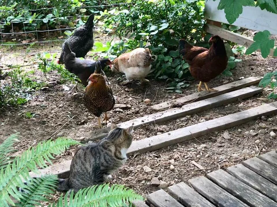 catandbirds.jpg