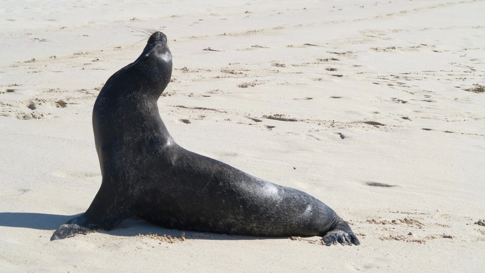 Galápagos Sea Lion - "Strike a Pose"