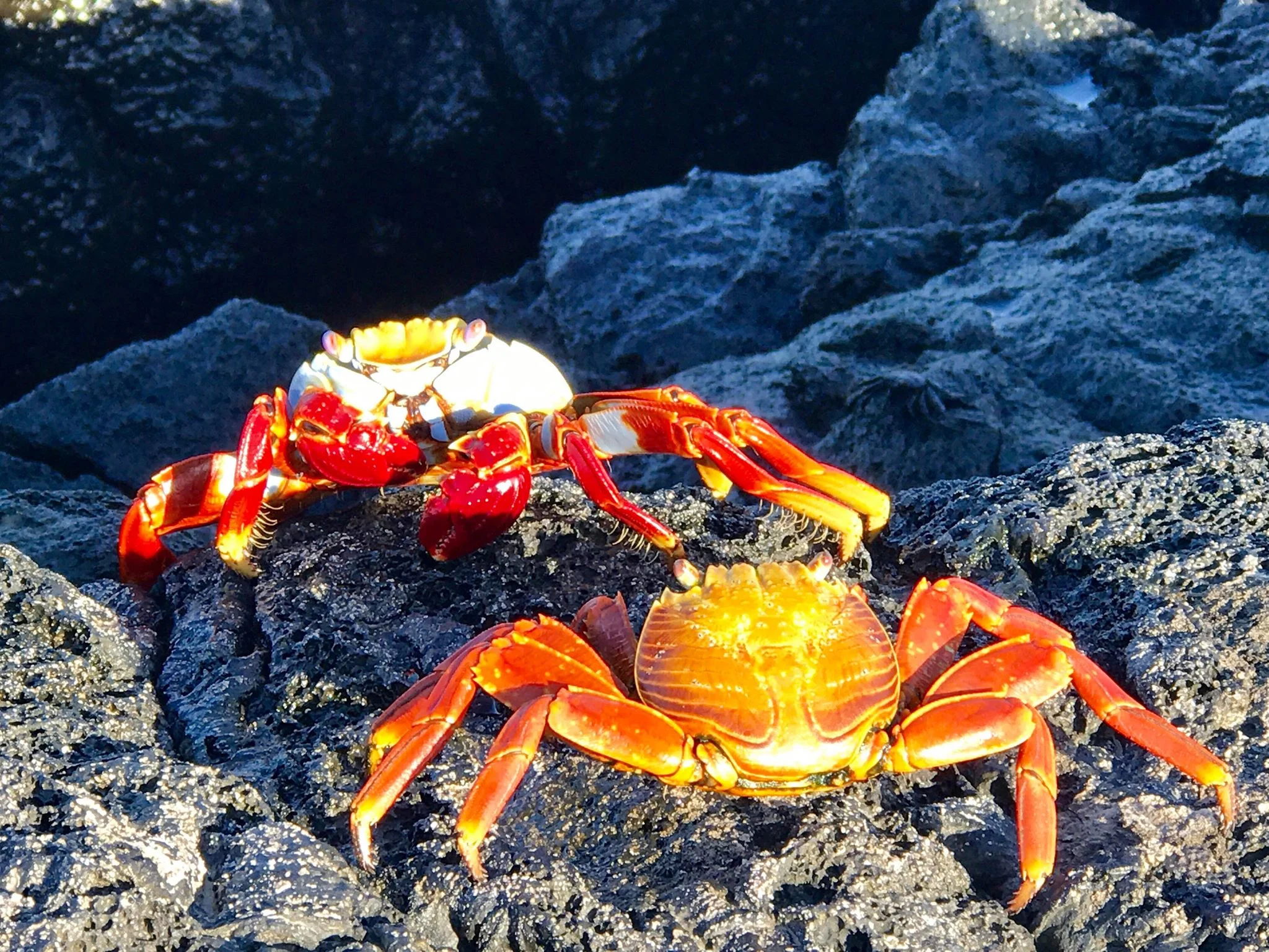 Sally Lightfoot Crab