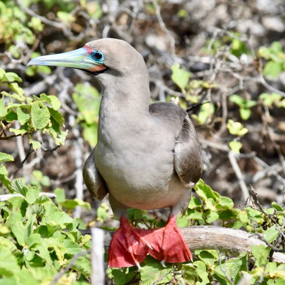Red-Footed Booby