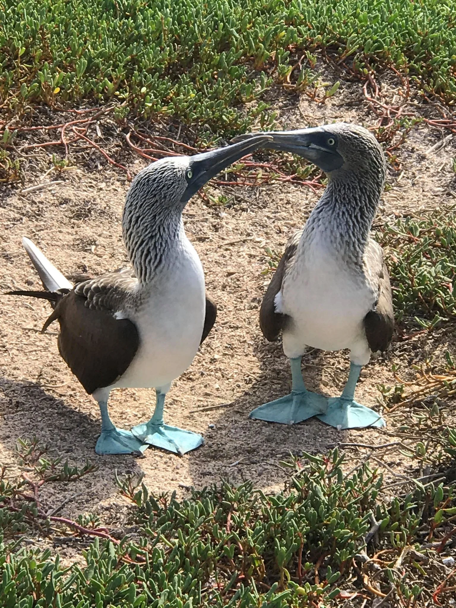 Blue-Footed Booby