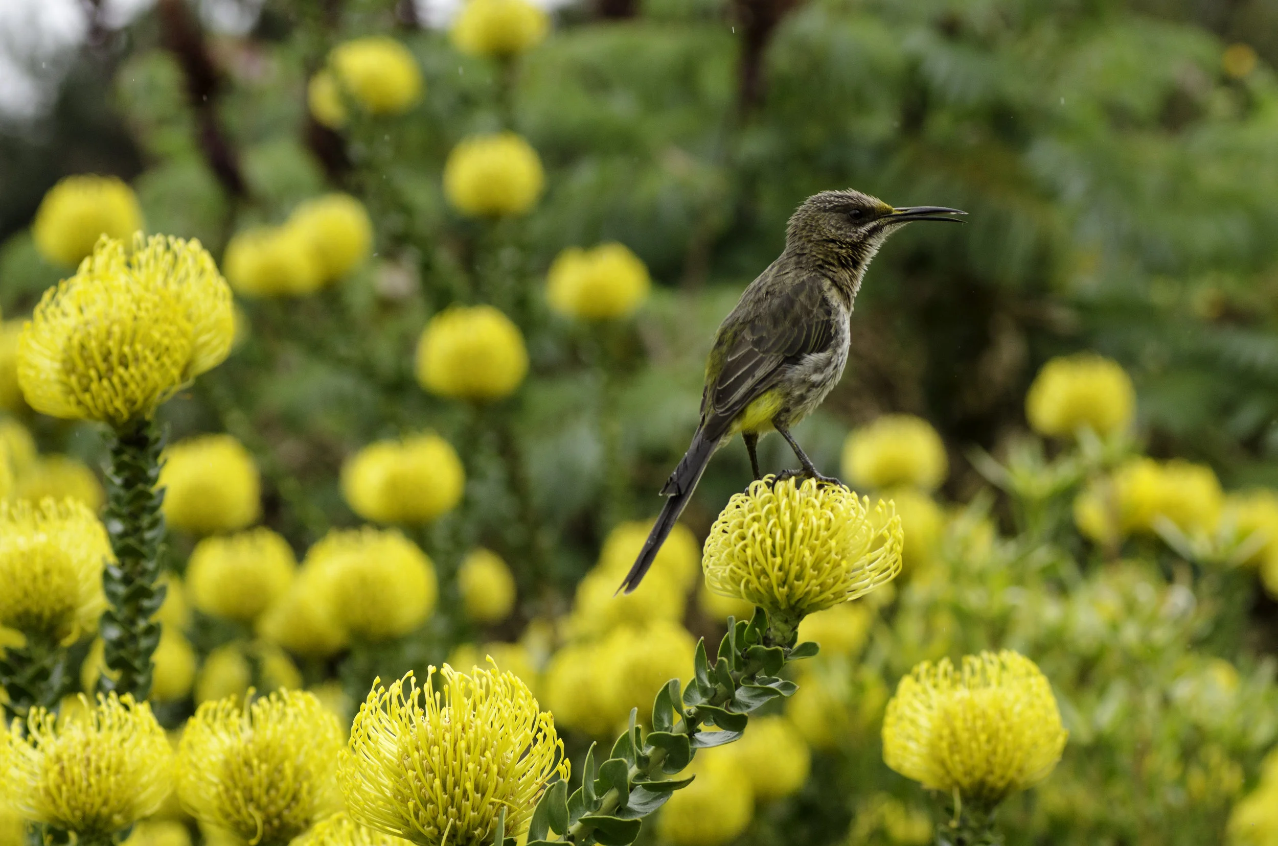 Gardens blog 3.jpg