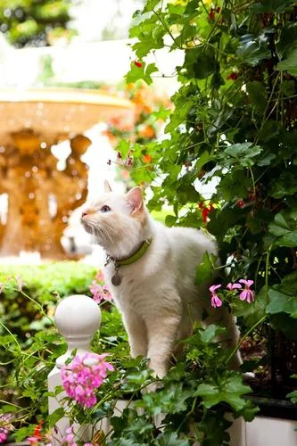 pets blog 3.jpg