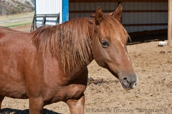 Red - adopted May 3, 2016