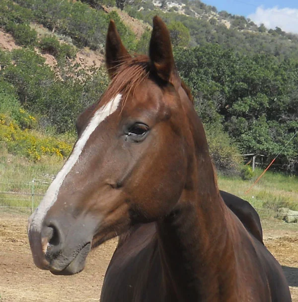 Rosie - adopted Apr. 21, 2016