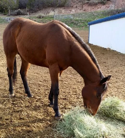 Buffalo - adopted Sept. 1, 2015