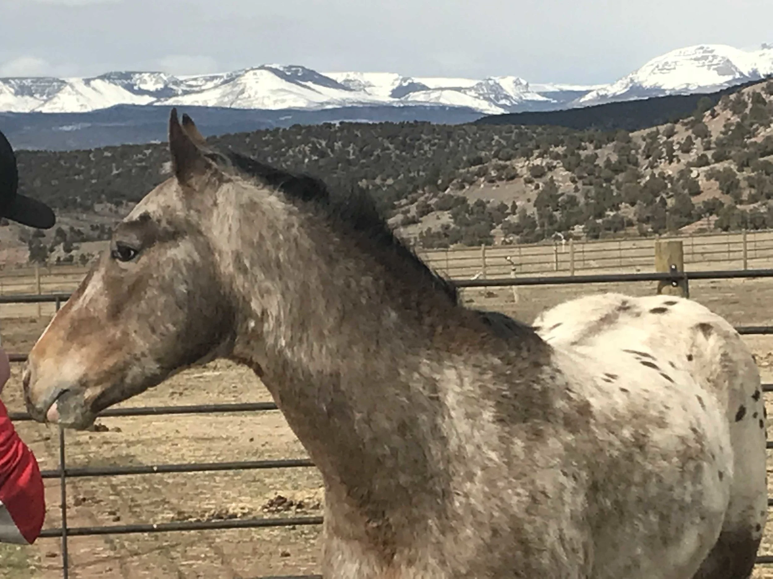 Appy - Adopted August 2019