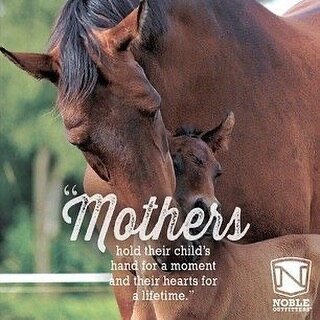 Happy Mother&rsquo;s Day from all of us horses here at MVHR!