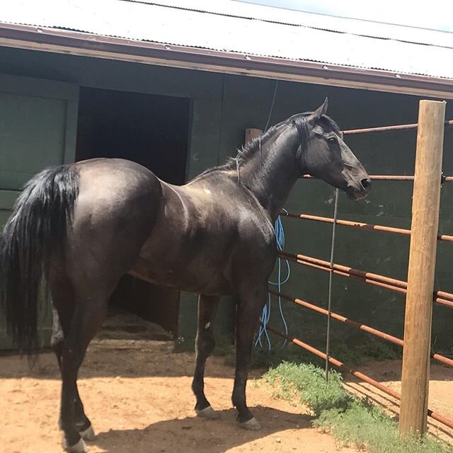 MVHR welcomes our newest intake, Morena. We look forward to getting to know this beautiful mare as she transitions to her next chapter in life!
#mvhr #horserescue #rescuehorse #therighthorse