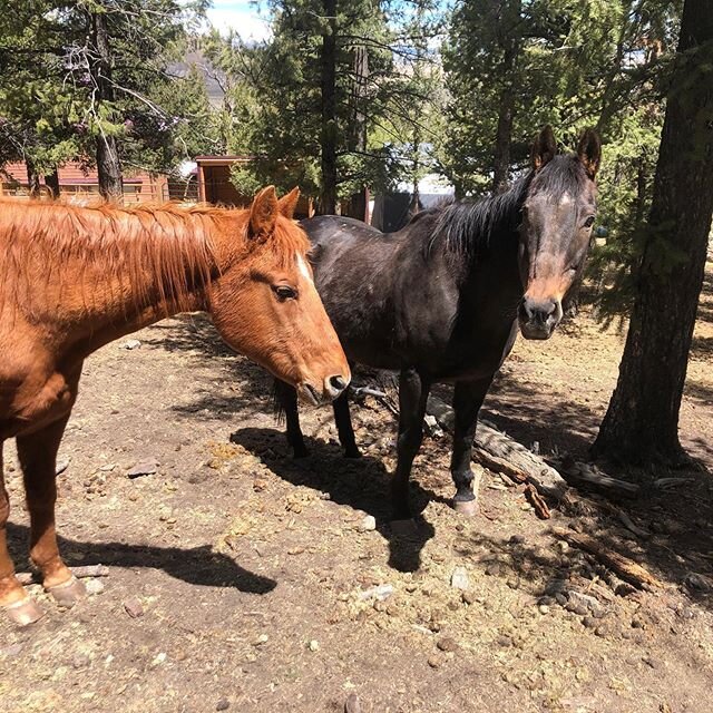 Jackie and Willow! Yes, Willow! She went to join her friend Jackie at a wonderful new home yesterday! These sweet old girls are especially deserving of the amazing new home they have found!
#horserescue #rescuehorse #mvhr #therighthorse