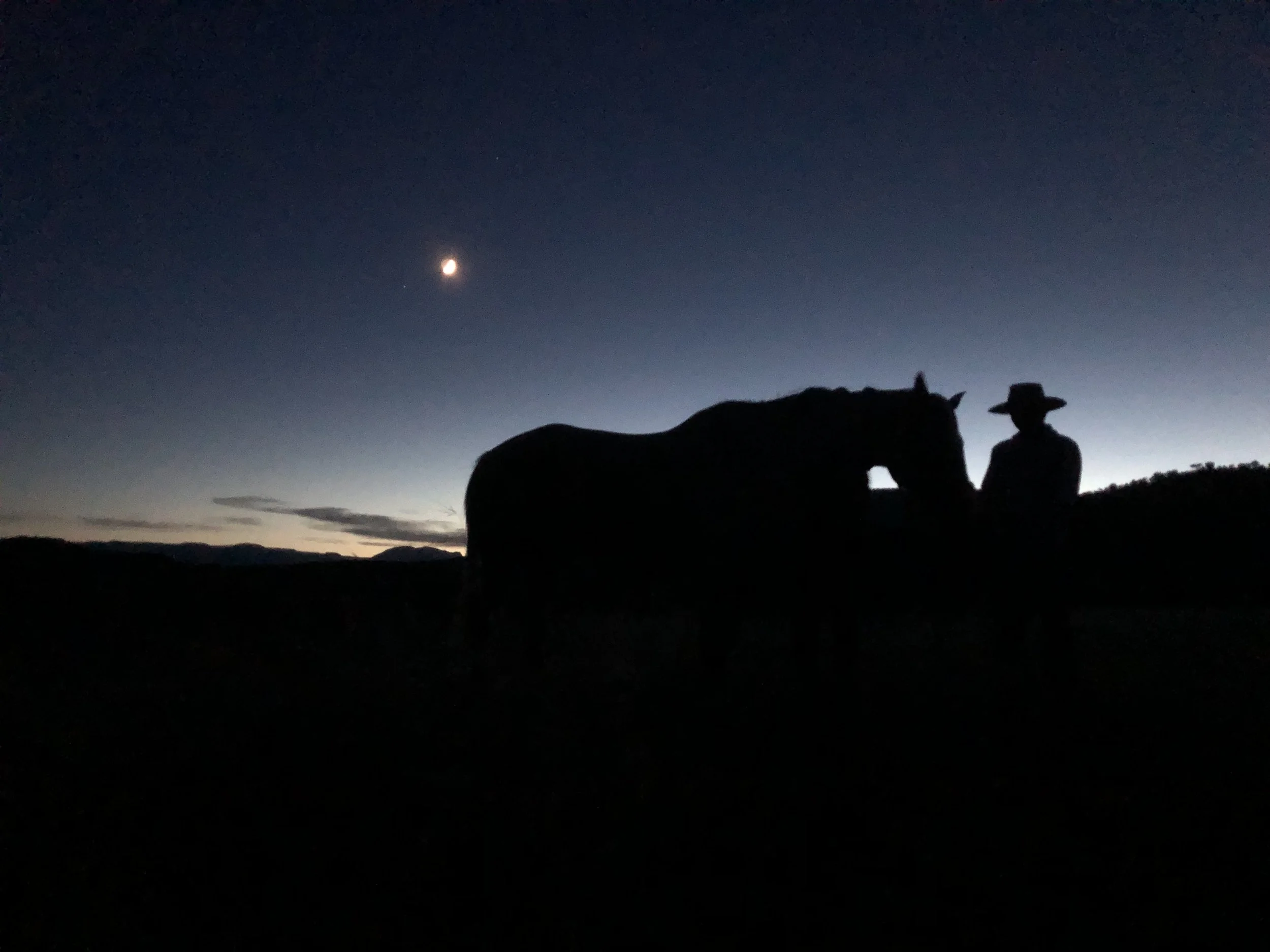 Help Horses by Donating Stock to MVHR's Brokerage Account