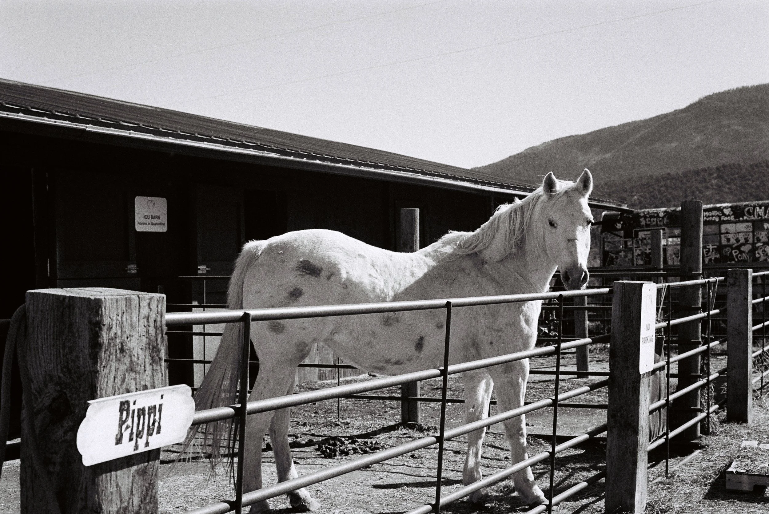 Hopeful Hearts for Pippi