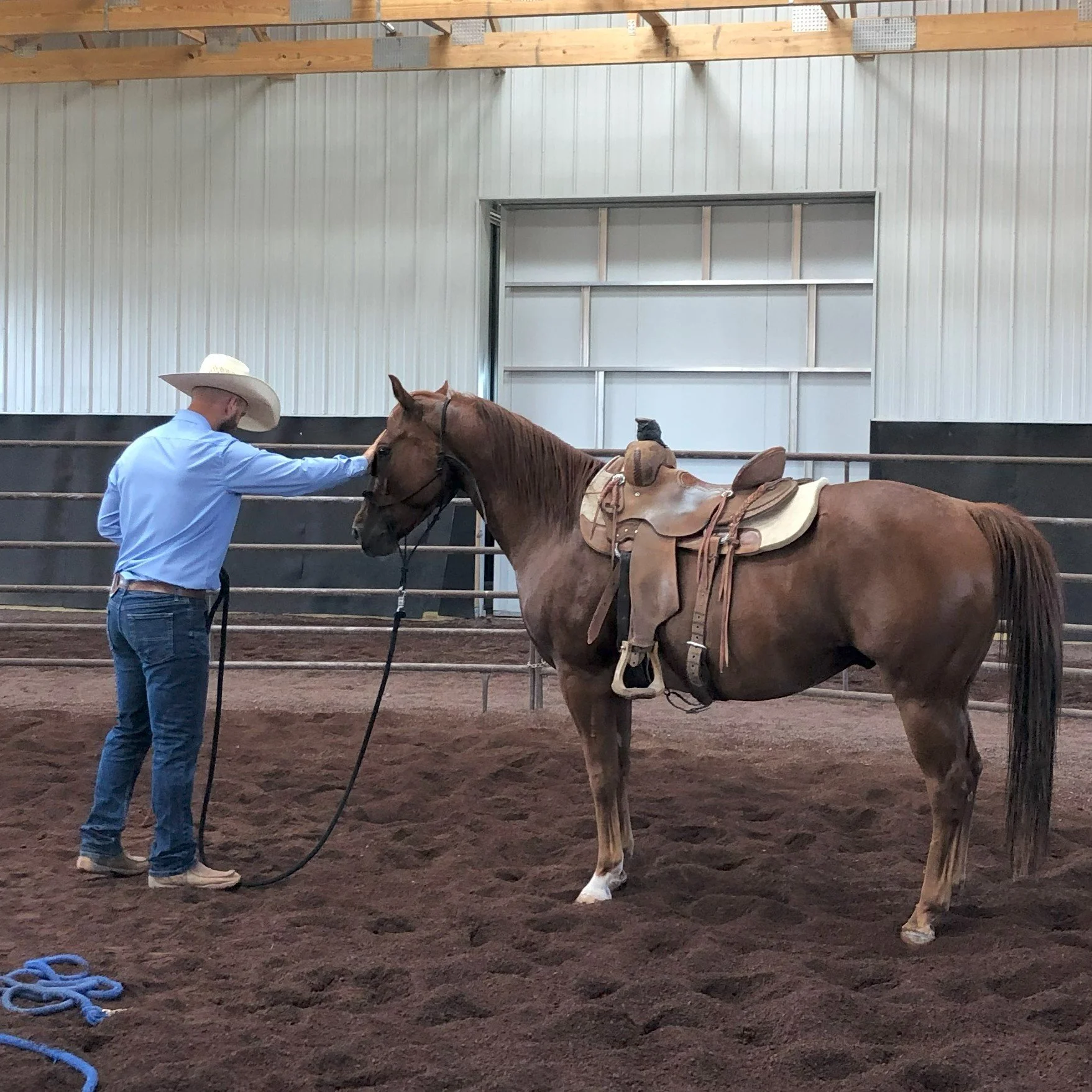 Versatile Equine Training 