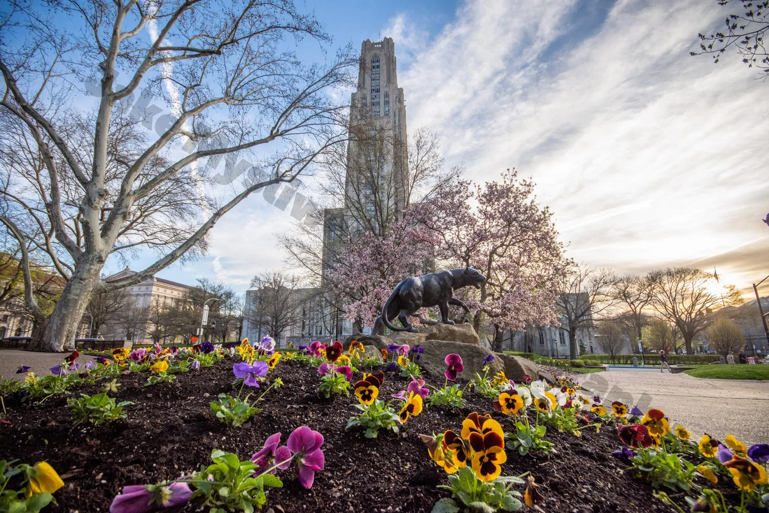 PittSpring-9.jpg