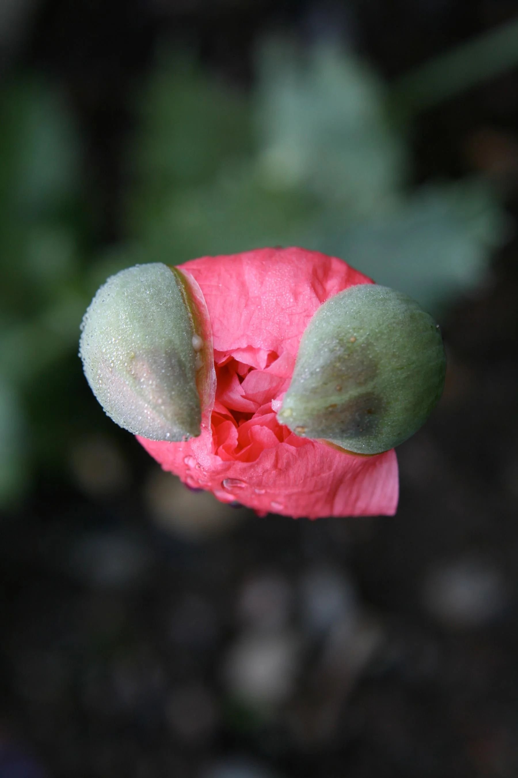   coming into the world  
