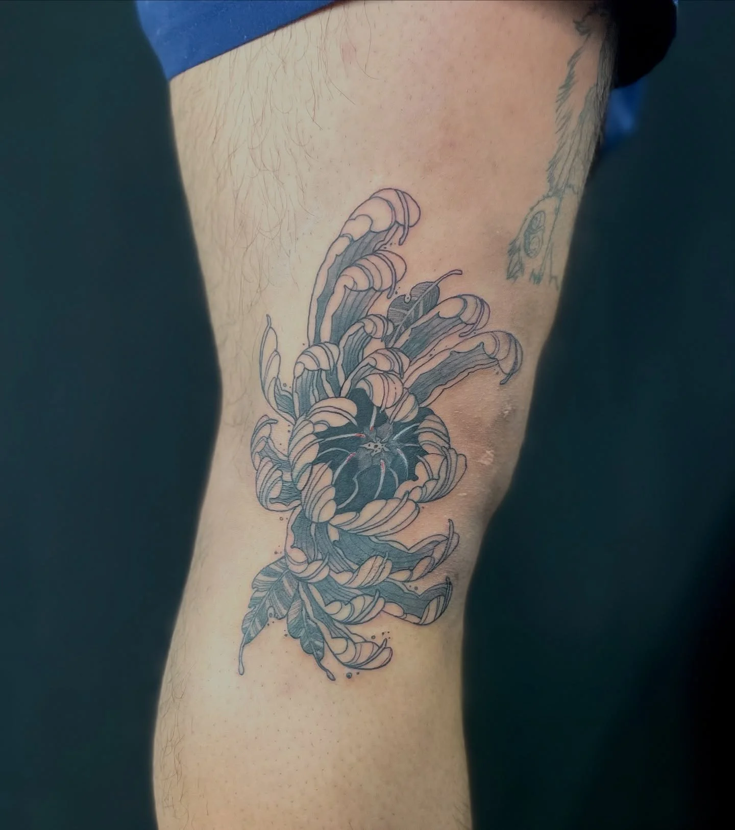 Chrysanthemum around the knee. 

Thanks for the trust!

Needles @emalla.amazon 
-
-
-
-
-
#tattoo #tattoos #tattooer #tattooed #tattoolife #tattoostyle #tattooist #tattooing #nyctattoo #emallafamily #maketattooingsafe