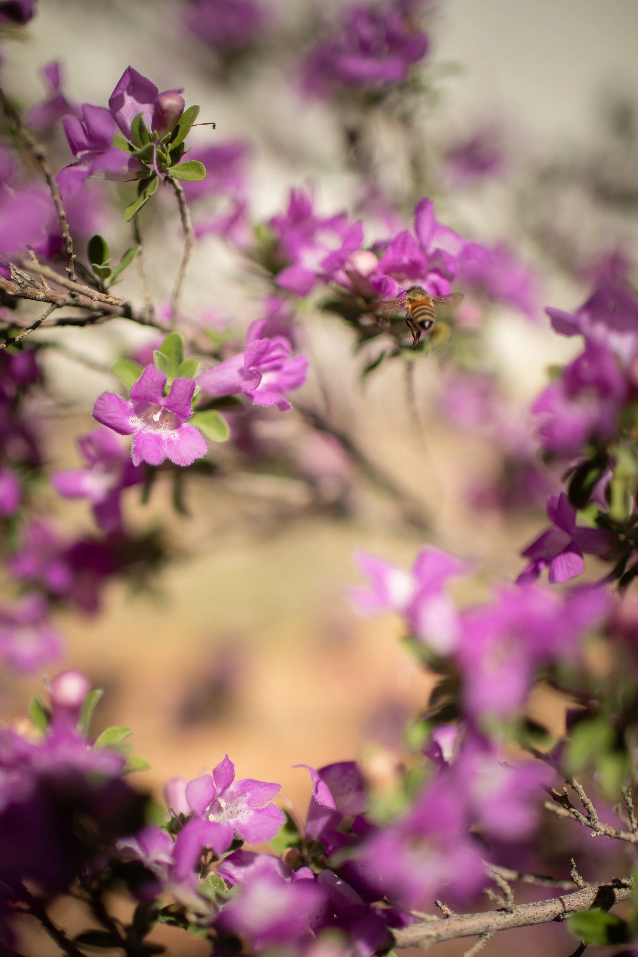 marina & alex's wedding  | for love with love | tucson arizona