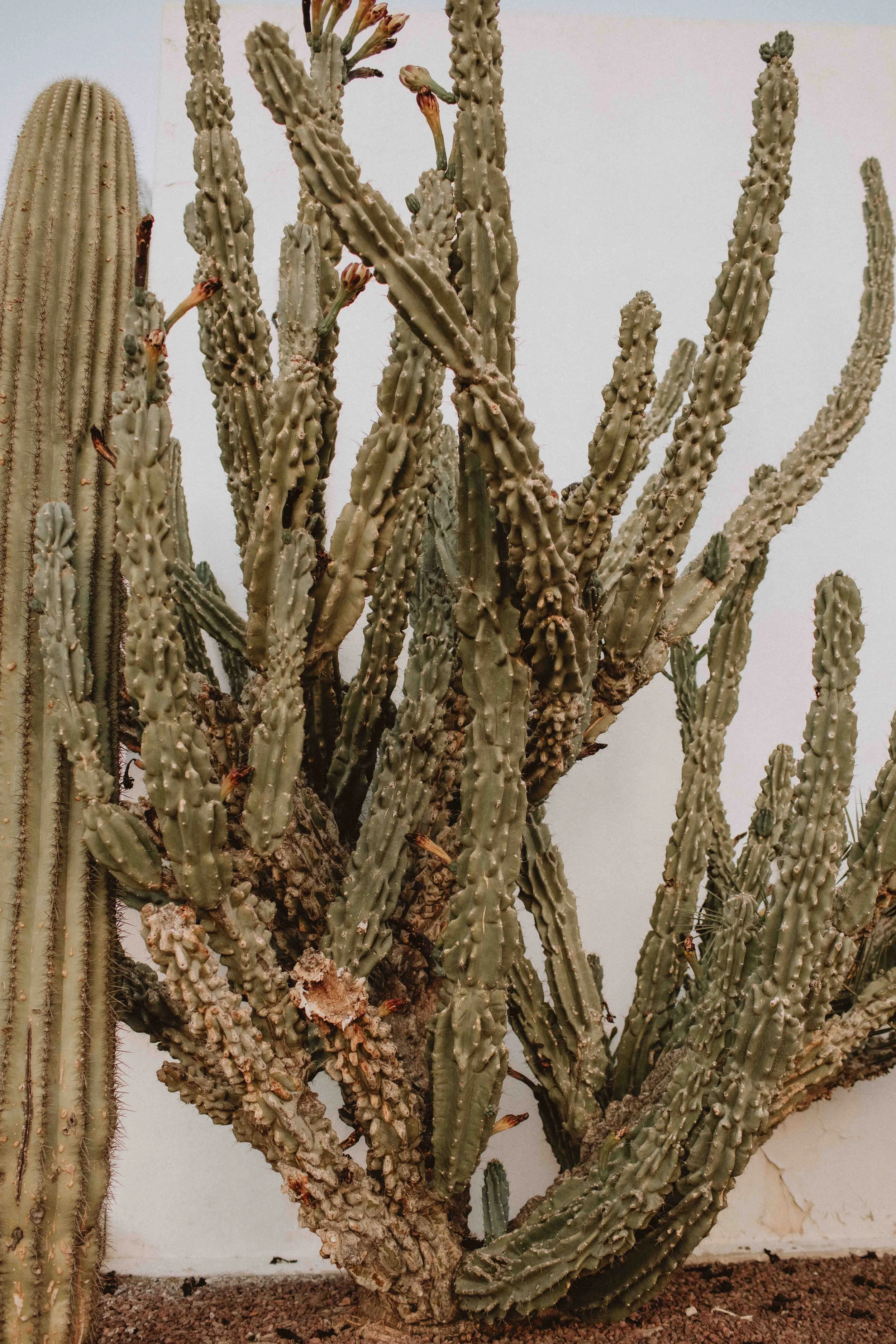 marina & alex's wedding  | for love with love | tucson arizona