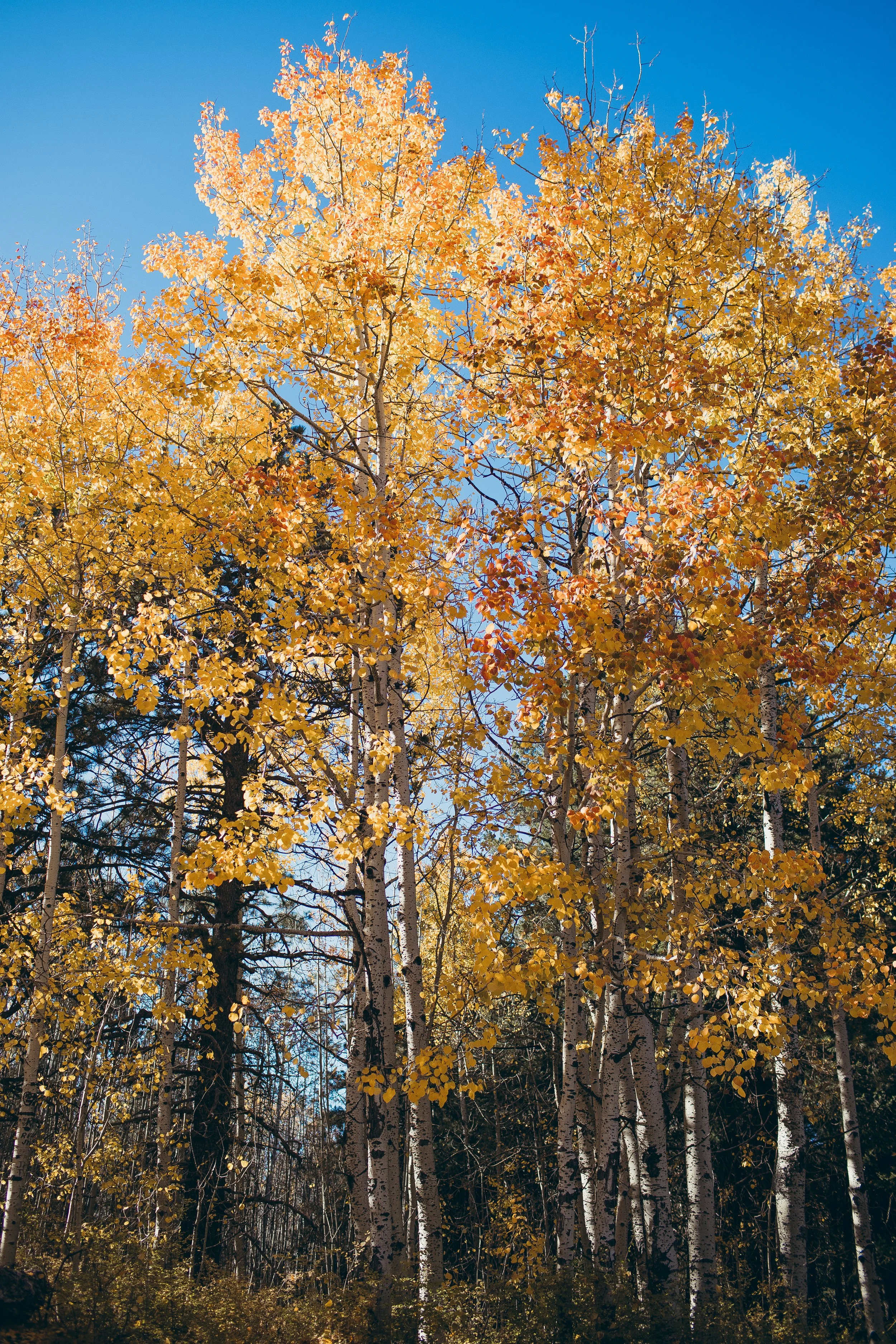 sierra & josh | for love with love | tucson arizona