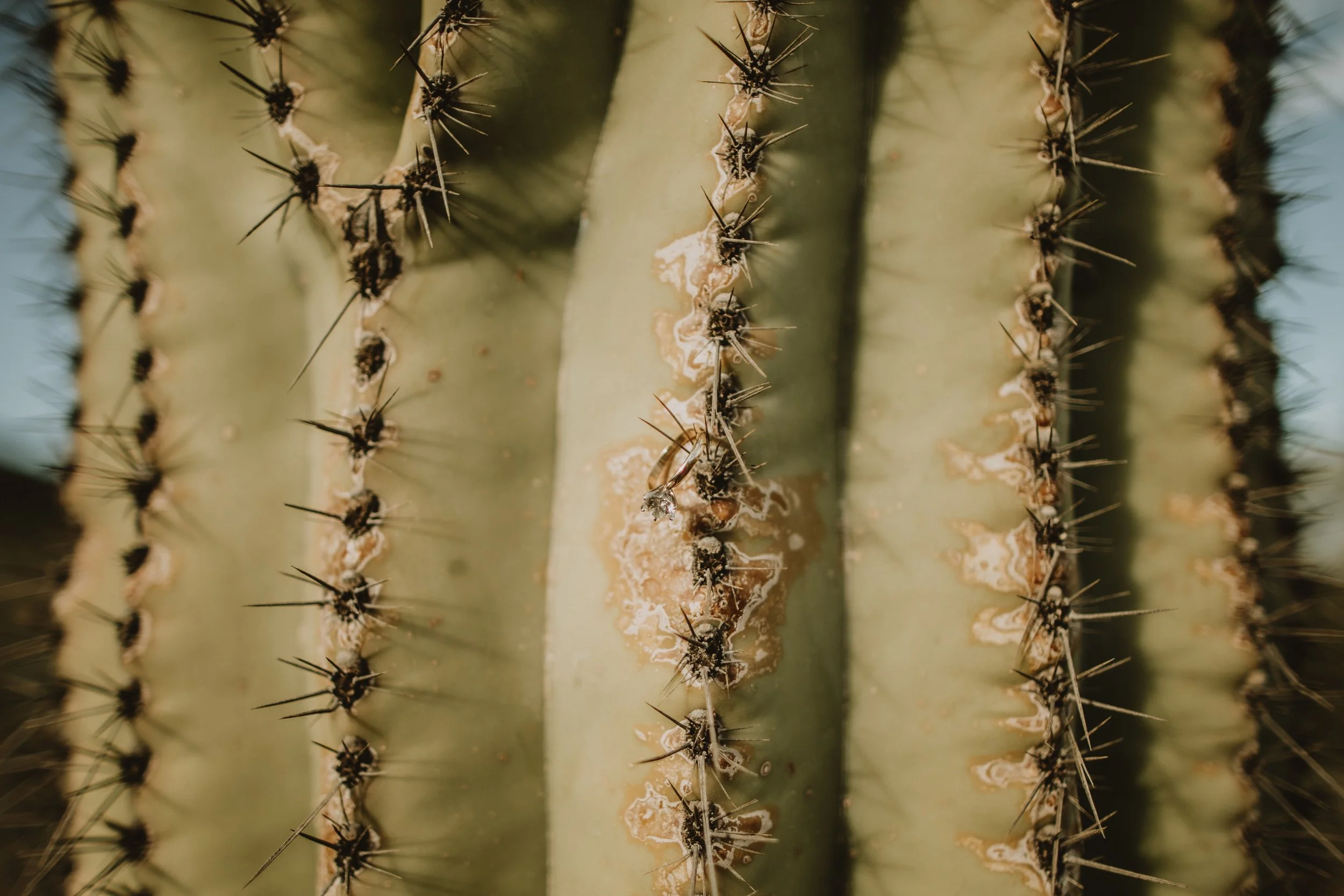 For Love With Love | Tucson Arizona-23.jpg