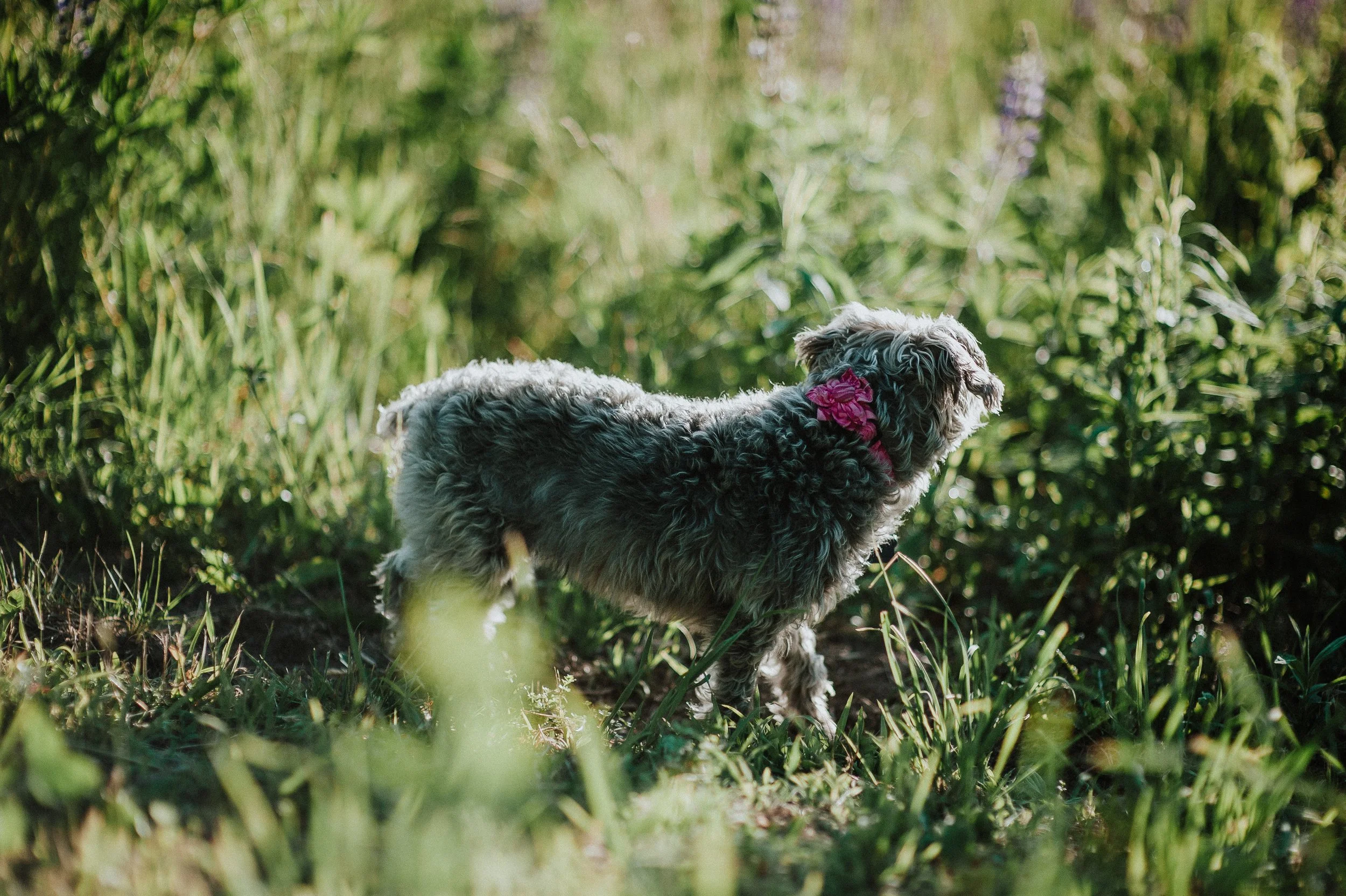 meghan | for love with love | cape elizabeth maine
