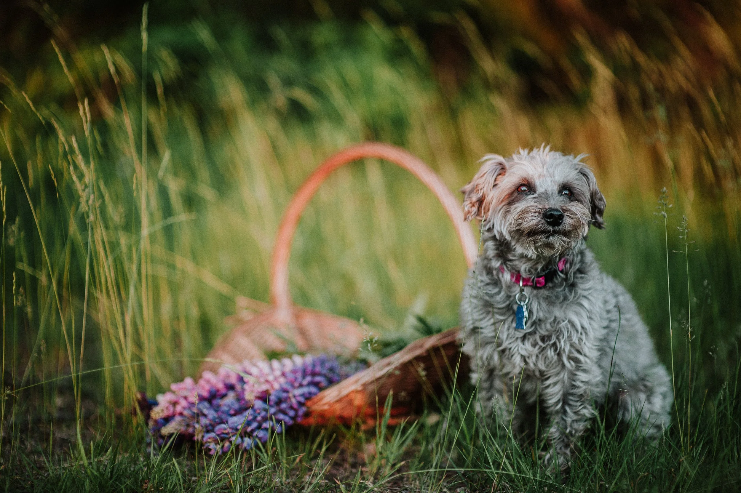 meghan | for love with love | cape elizabeth maine