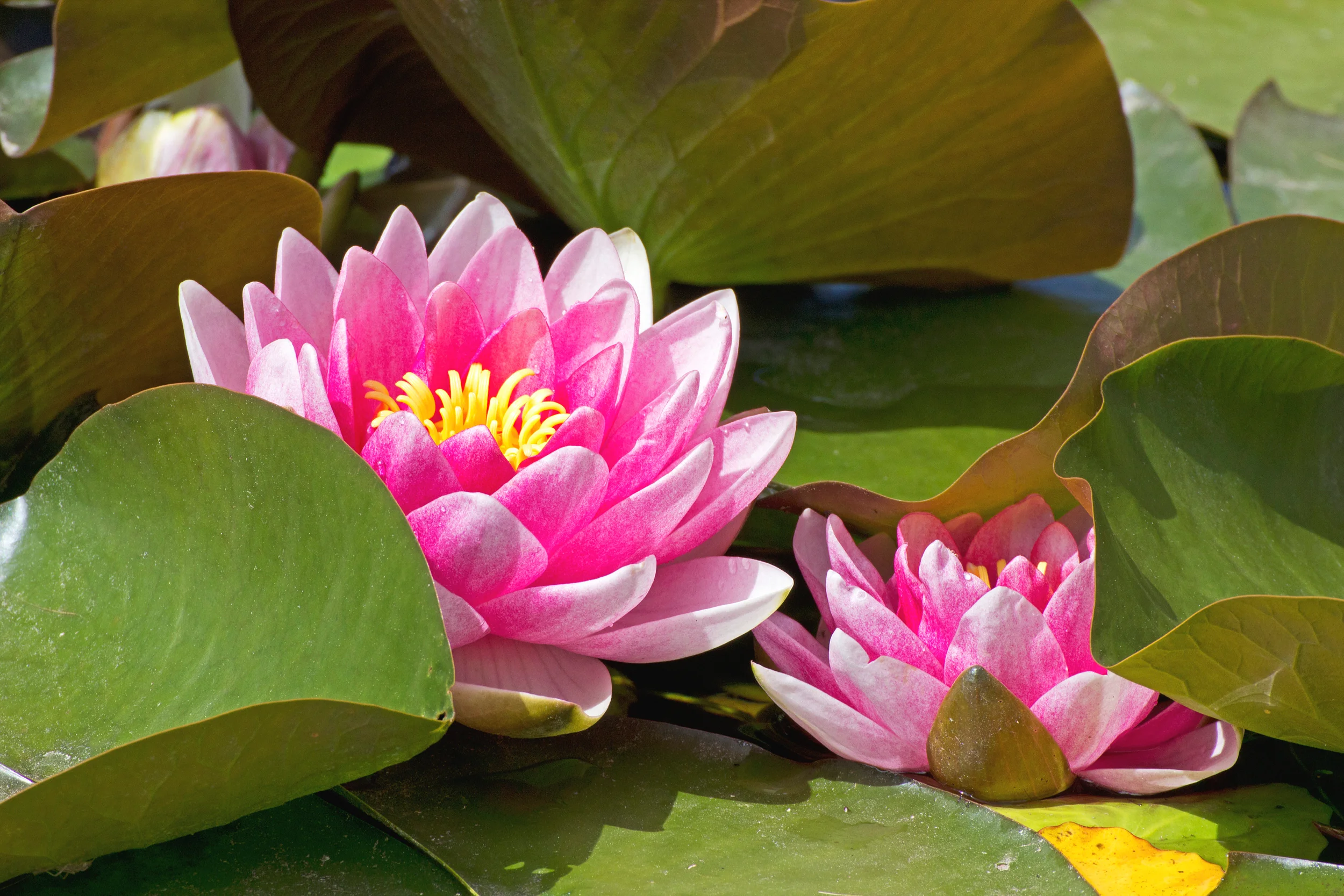 lotus-flowers-with-leaves_z17C-vt_.jpg