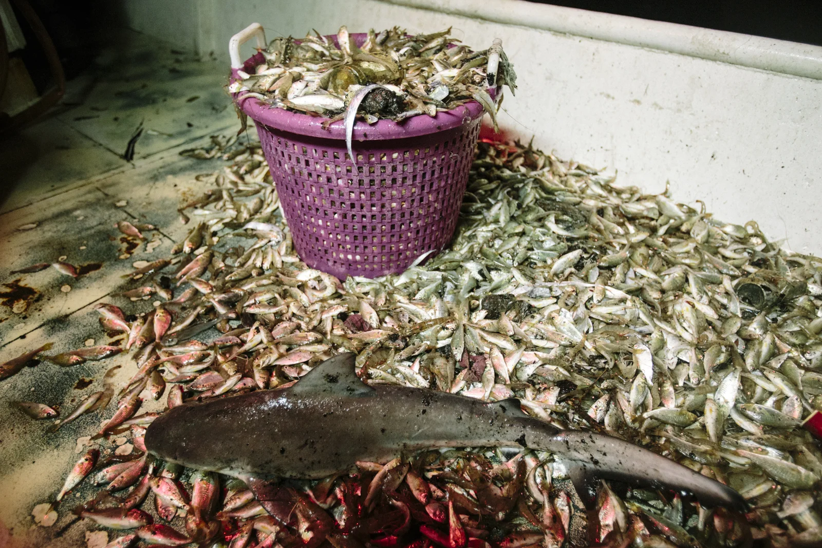 Widmer_SHRIMPING-7.jpg