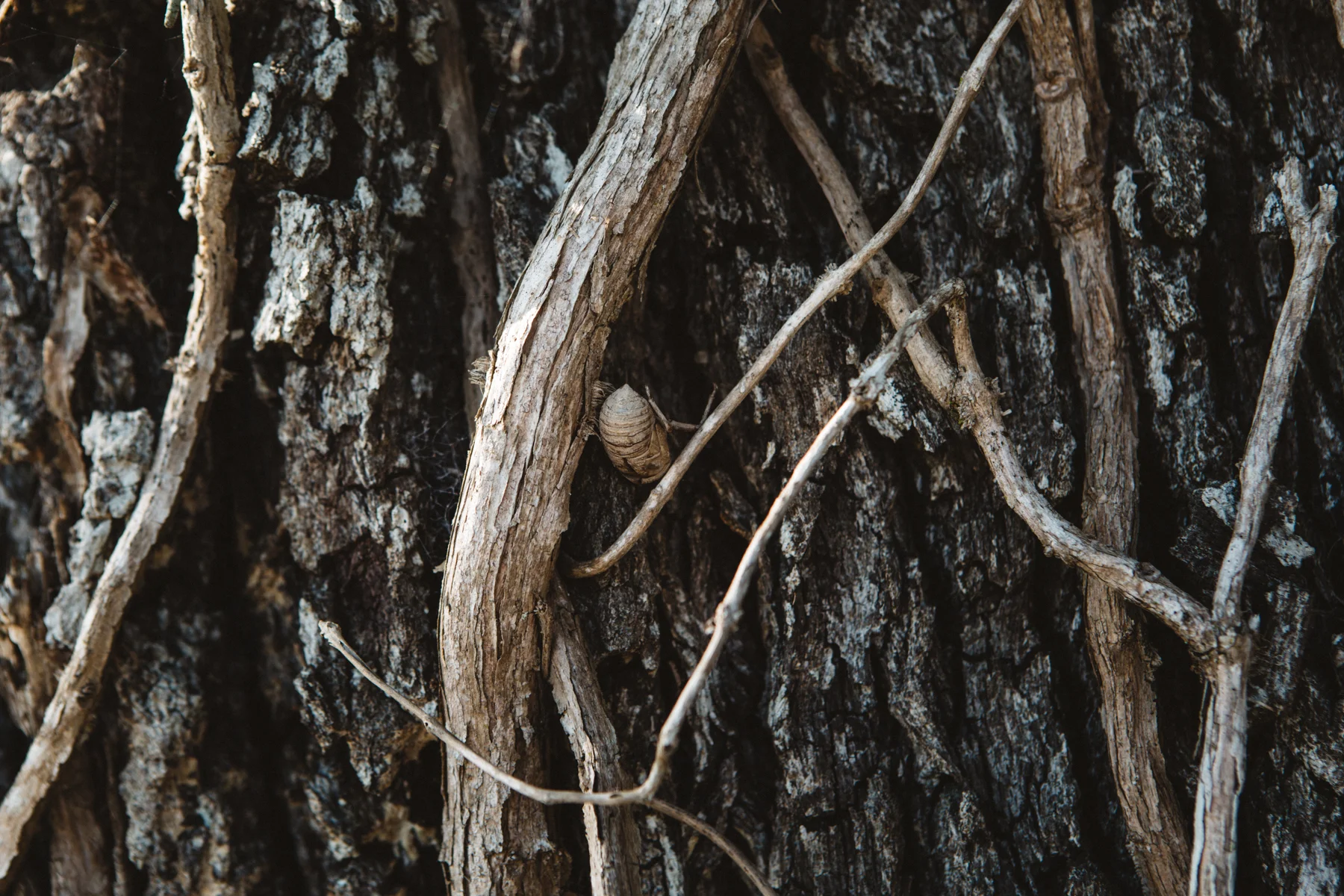Widmer_TRUEDETECTIVE-2.jpg