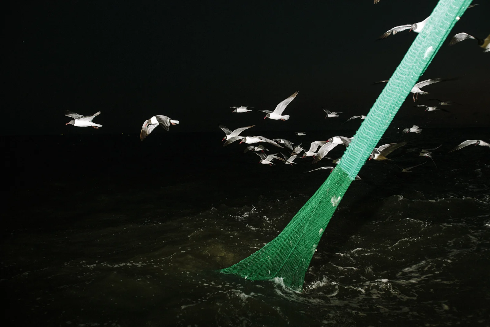 Gulf Coast Shrimping