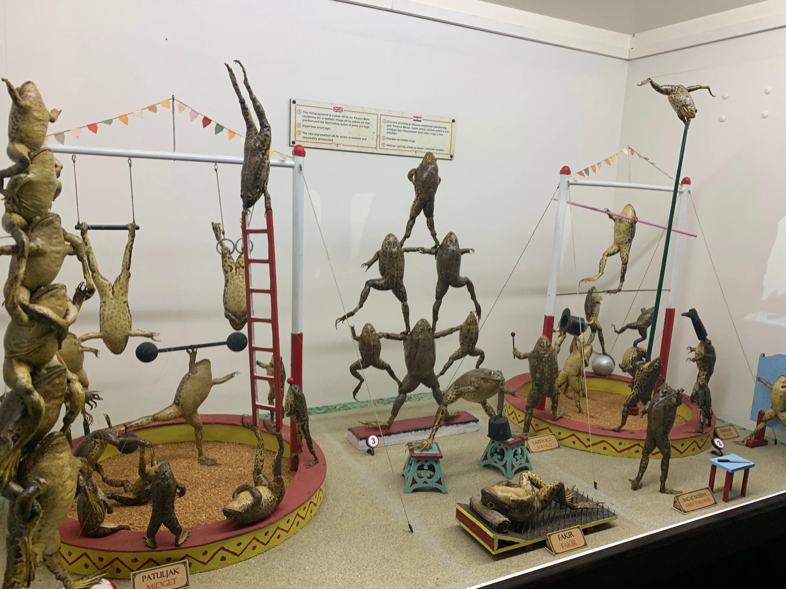A Visit to Croatia's Froggyland
